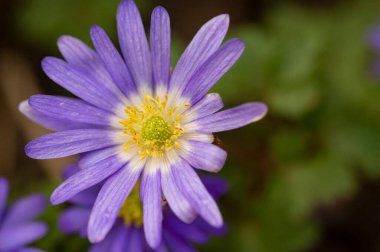 Bahçedeki güzel çiçek