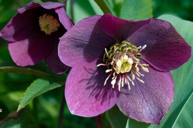 Bahçedeki güzel mor çiçekler