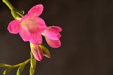 güzel Frezya çiçek, yakın çekim
