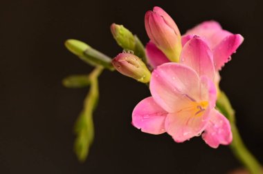 güzel Frezya çiçek, yakın çekim