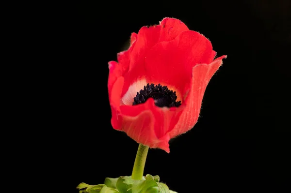 Piros Mák Virág Elszigetelt Fekete Háttér — Stock Fotó