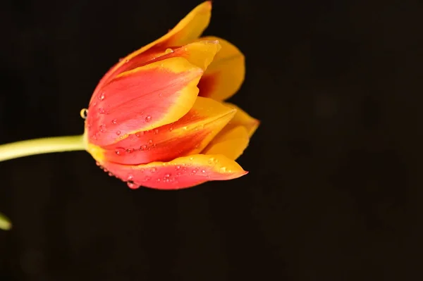 Primer Plano Flor Tulipán Hermosa —  Fotos de Stock
