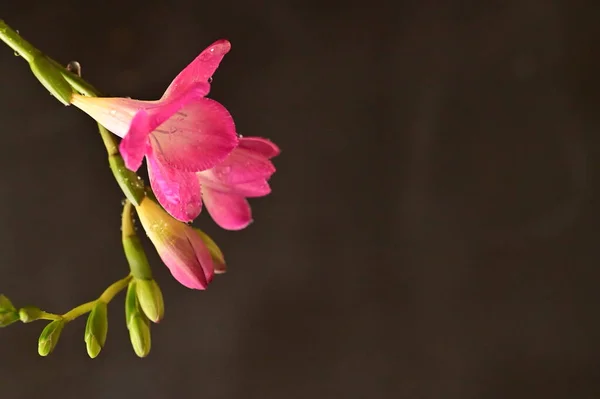 Frezja Piękne Kwiaty Bliska — Zdjęcie stockowe