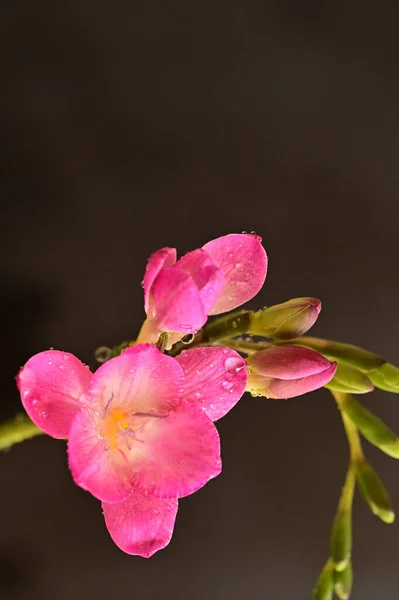 Krásný Frézie Květiny Zblízka — Stock fotografie