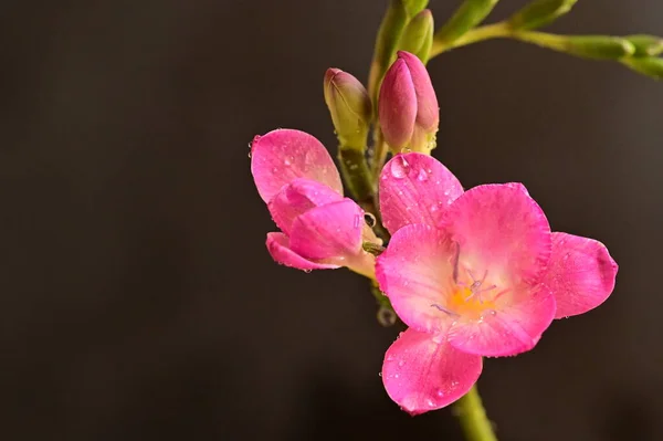 美しいフリージアの花クローズ アップ — ストック写真