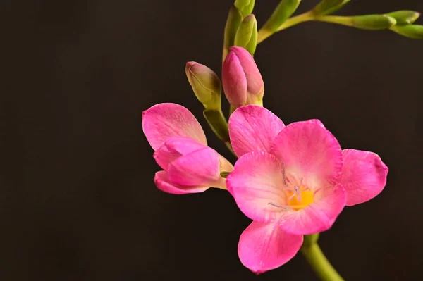 Hermosas Flores Freesia Cerca — Foto de Stock