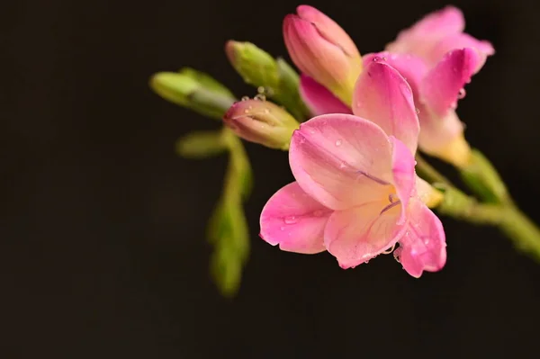 Frezja Piękne Kwiaty Bliska — Zdjęcie stockowe
