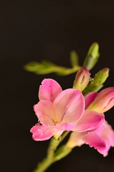 Красиві Квіти Фрезії Крупним Планом — стокове фото