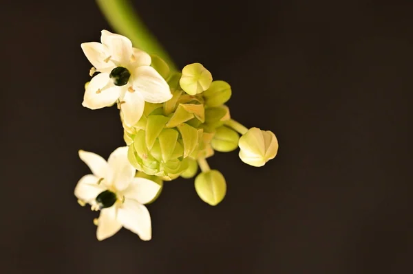 Όμορφα Λευκά Μικροσκοπικά Λουλούδια Μαύρο Φόντο — Φωτογραφία Αρχείου