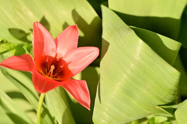Bahçedeki Güzel Lale Çiçeğini Kapat — Stok fotoğraf