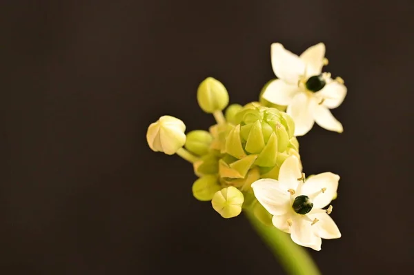 Vacker Vit Liten Blommor Svart Bakgrund — Stockfoto