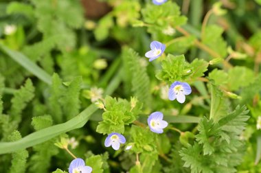 Bahçede yetişen güzel çiçekler