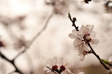 Güzel bahar çiçekleri, doğa arka planı.