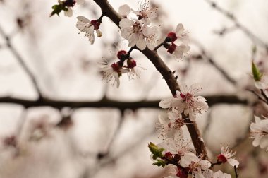 Güzel bahar çiçekleri, doğa arka planı.
