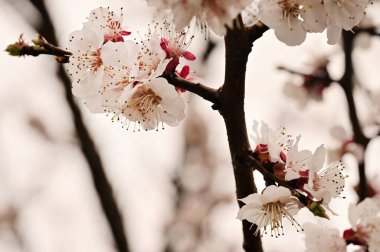 Güzel bahar çiçekleri, doğa arka planı.