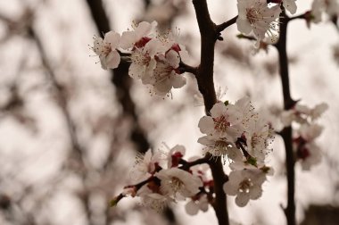 Güzel bahar çiçekleri, doğa arka planı.