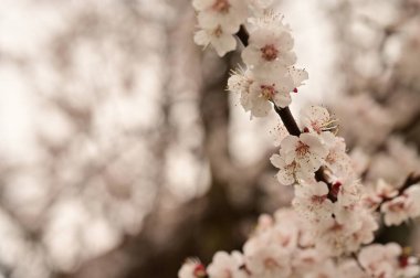 Güzel bahar çiçekleri, doğa arka planı.