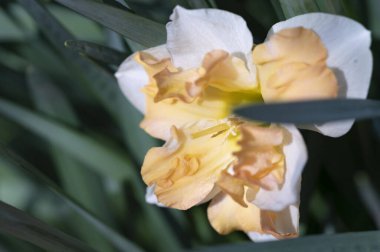 Bahçedeki nergis çiçeği