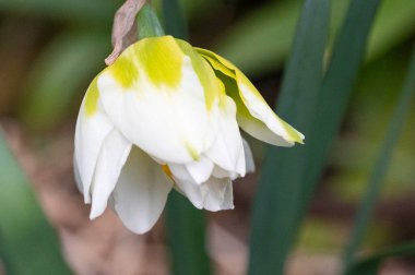 Bahçedeki nergis çiçeği