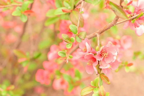 Красиві Весняні Квіти Розквітнуть Фон Природи — стокове фото