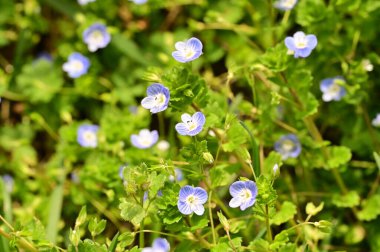 Bahçedeki güzel çiçekler