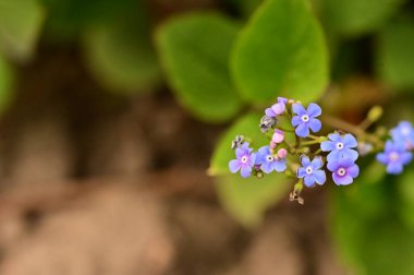 Güzel Unutma-Beni-Çiçekler bahçede değil