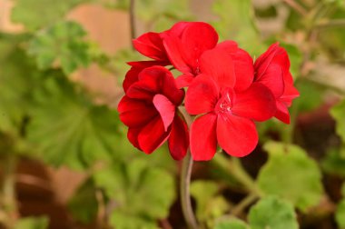 Bahçedeki güzel çiçekler