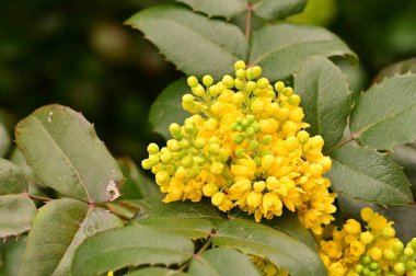 Güzel bahar çiçekleri, doğa arka planı.