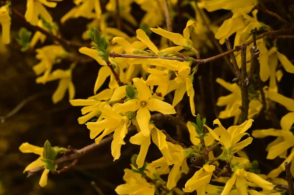 Piękny Żółty Wiosna Kwiaty Kwiat Tło Natury — Zdjęcie stockowe