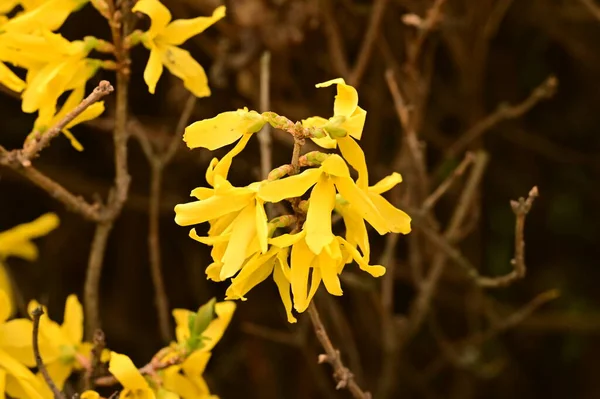 Krásné Žluté Jarní Květiny Květ Příroda Pozadí — Stock fotografie