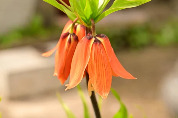 Gyönyörű Narancs Virágok Kertben — Stock Fotó