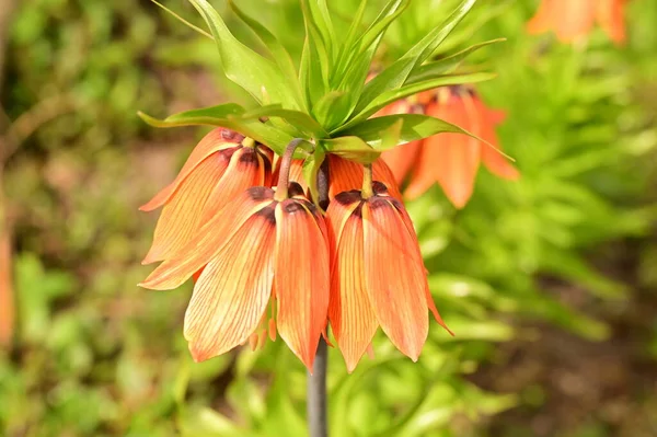 Красивые Оранжевые Цветы Саду — стоковое фото