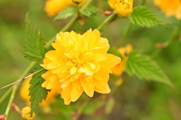 Krásné Jarní Květiny Květ Příroda Pozadí — Stock fotografie
