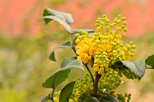 Güzel Bahar Çiçekleri Doğa Arka Planı — Stok fotoğraf