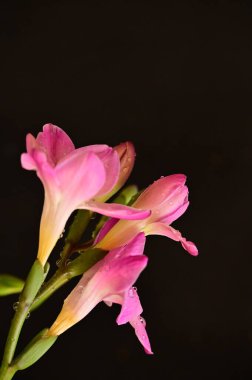 Koyu arkaplanda güzel pembe orkide çiçekleri