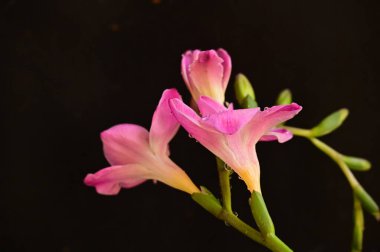 Koyu arkaplanda güzel pembe orkide çiçekleri