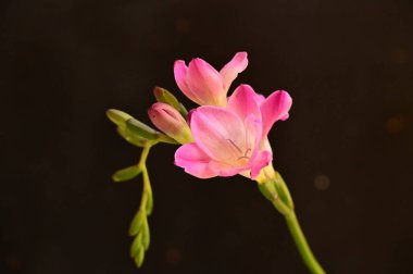 Koyu arkaplanda güzel pembe orkide çiçekleri