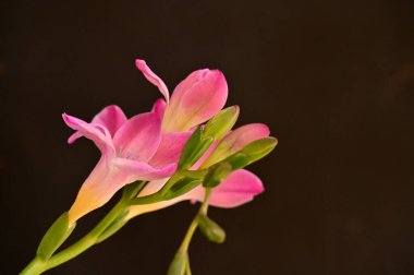 Koyu arkaplanda güzel pembe orkide çiçekleri