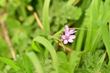 Bahçedeki güzel pembe çiçekler