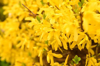 güzel sarı bahar çiçekleri çiçek, doğa arka planı