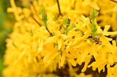 güzel sarı bahar çiçekleri çiçek, doğa arka planı