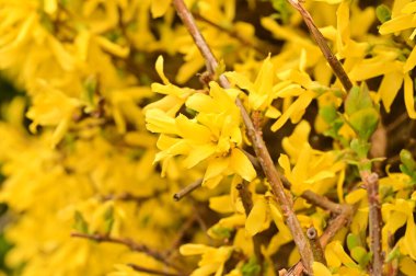 güzel sarı bahar çiçekleri çiçek, doğa arka planı