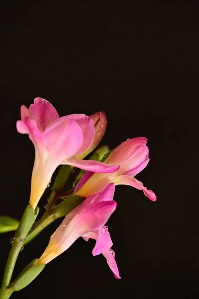 Beautiful Pink Orchid Flowers Dark Background — Stock Photo, Image