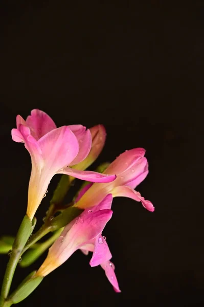 Красиві Рожеві Квіти Орхідей Темному Фоні — стокове фото