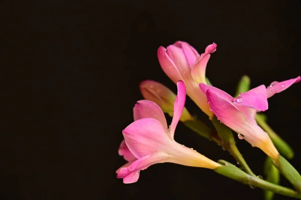 Hermosas Flores Orquídea Rosa Sobre Fondo Oscuro — Foto de Stock