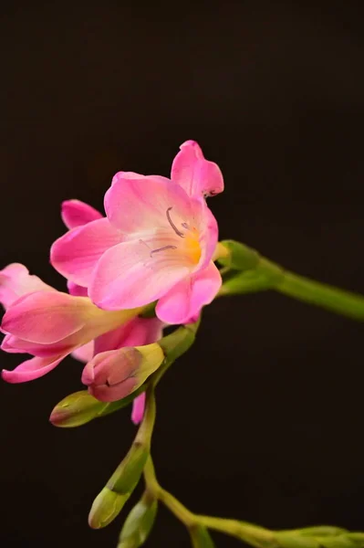 Mooie Roze Orchidee Bloemen Een Donkere Achtergrond — Stockfoto