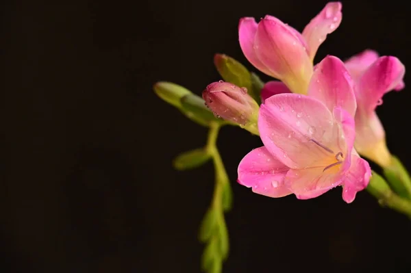 Koyu Arkaplanda Güzel Pembe Orkide Çiçekleri — Stok fotoğraf