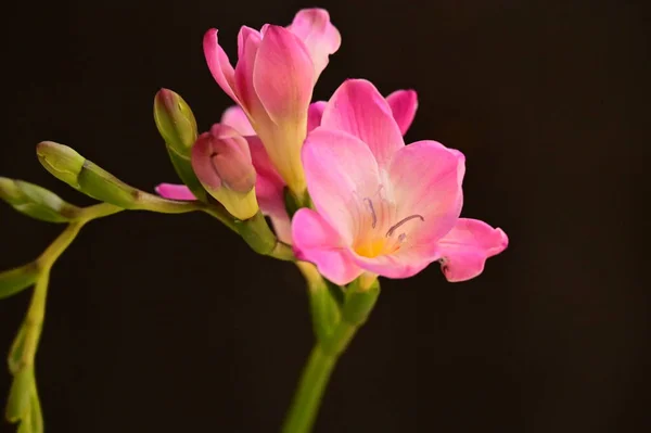 Vacker Rosa Orkidé Blommor Mörk Bakgrund — Stockfoto