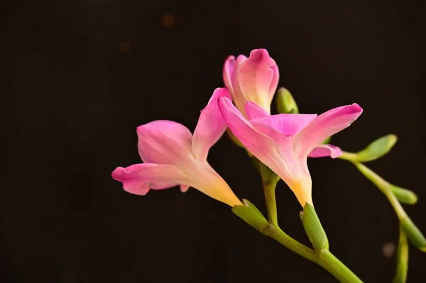 暗い背景に美しいピンクの蘭の花 — ストック写真