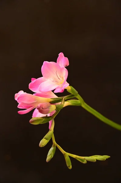 深色背景下美丽的粉红色兰花 — 图库照片